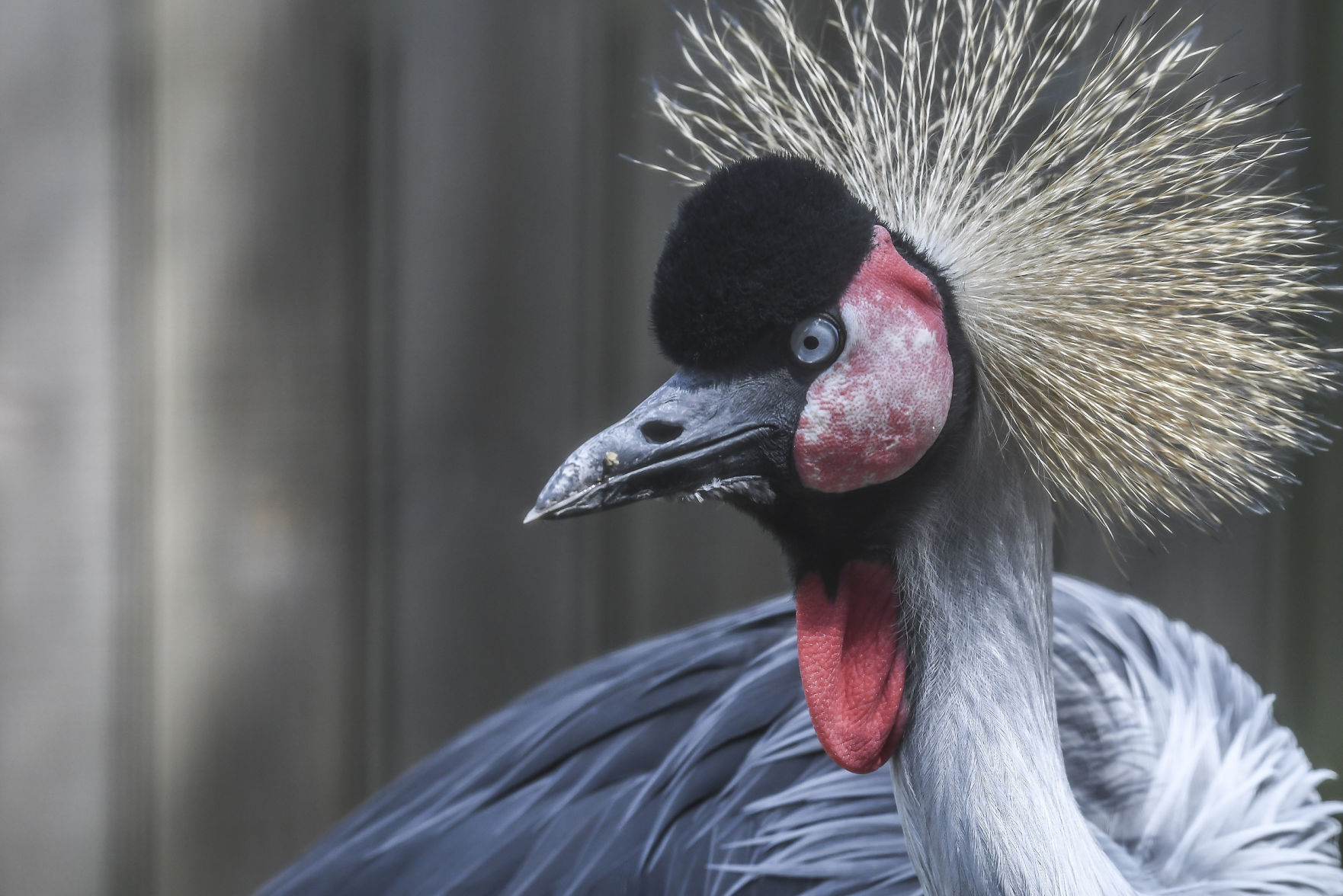 Crowned Crane